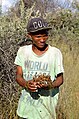 San-Mann beim Sammeln der Teufelskralle in Namibia