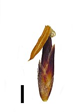 Spikelet (black scale bar represents 1 mm)