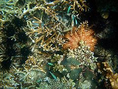 Doornenkroon (Acanthaster planci) en diadeemzee-egel (Diadema setosum)