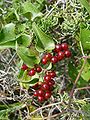 Smilax aspera (Salsapariglia nostrana)