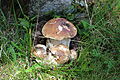 Boletus edulis