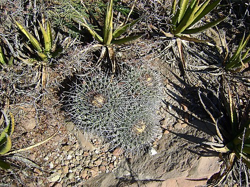 Plant growing near La Gloria in Nuevo Leon