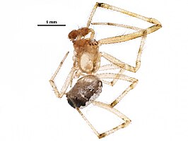 Theridion neomexicanum