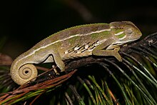 Ilolo chameleon