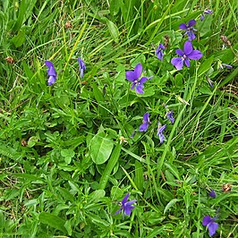 Violette zinkviooltje