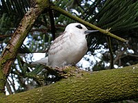 White Tern