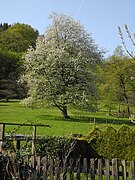 Blühender Obstbaum in Breitenbruch