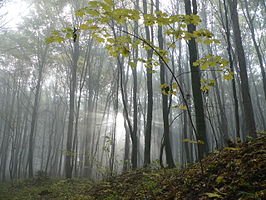 Zapovednik Medobory