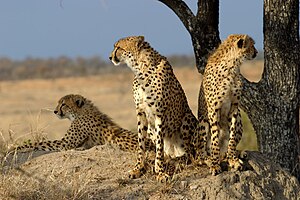 Cheetah