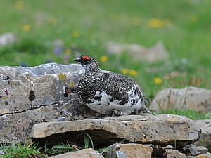 Lagopus muta helvetica, mannetje in overgangskleed van lente naar zomer