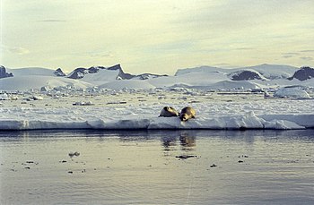 Foto: Jerzy Strzelecki Krabbeetersel, Lobodon carcinophaga, er en av de mest bemerkelsesverdige, men minst kjente av pattedyrene i verden. Mer enn halvparten av alle sel i verden er en krabbeetersel, og antallet er rundt fire ganger større enn alle andre seler til sammen.