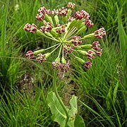 In flower at Nachusa Grasslands in Illinois