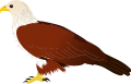 Brahminy Kite