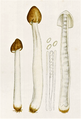 Verpa agaricoides