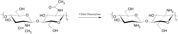 Enzymatische Synthese von Chitosan aus Chitin