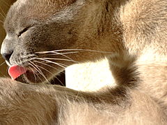 A domestic cat licking its paw during grooming