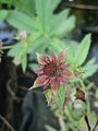 Comarum palustre close-up flower