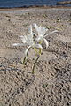 Unbekannte Strandblume