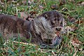 Europese otter in Natuurpark Lelystad