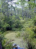 Freshwater swamp in Florida