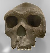Kabwe 1, Homo rhodesiensis holotype (0.324-0.274 Ma)