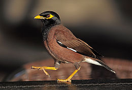 Pásztormejnó (Acridotheres tristis)