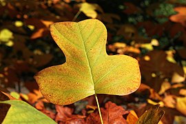 Liriodendron tulipifera