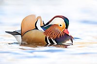 Mandarin_duck_(Aix_galericulata)