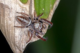 Opisthoncus nigrofemoratus