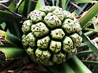 Pandanus odoratissimus on Miyako-jima, Okinawa prefecture