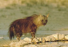 Bruine hyena