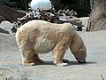 PolarBear01