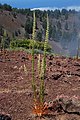 Reseda luteola