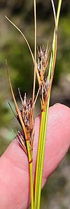 Flowering heads