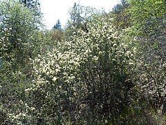 Buckbrush on Lower Table Rock