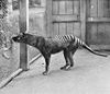 Tasmanian Tiger (Thylacine) photographed at the Hobart Zoo.