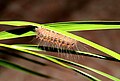 Tiger moth caterpillar