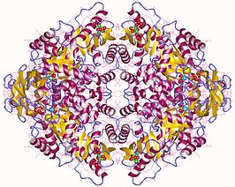 Pyruvaatkinase M2, tetrameer, Mens