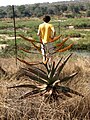 Blühende Aloe marlothii im Marloth Park. Durch den elektrischen Zaun blickt man auf den Kruger-Nationalpark.