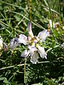 Astragalus alpinus