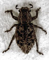 Atrichonotus sordidus (Naupactini)