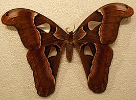 Attacus crameri