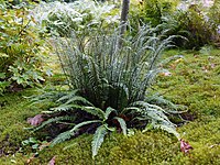 Dubbelloof (Blechnum spicant) met trofofyllen en rechtopstaande sporofyllen