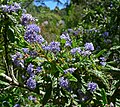 Ceanothus papillosus