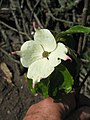 Cornus capitata