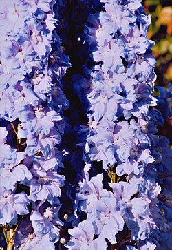 Delphinium