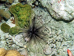 Diadema antillarum (Bahamas)