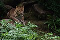 Ein Exemplar im Zoo Doué-la-Fontaine in Frankreich.