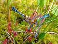 Drosera anglica mit Gemeinen Becherjungfern als Beutetieren