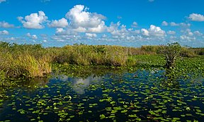 Ein Teich mit Seerosen und Sumpfgras auf dem Anhinga Trail im Park